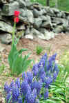 bluebells.jpg (128475 bytes)