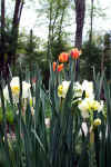 daffy1.jpg (126441 bytes)