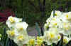 daffy2.jpg (117048 bytes)