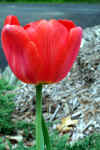 tulip.jpg (110752 bytes)